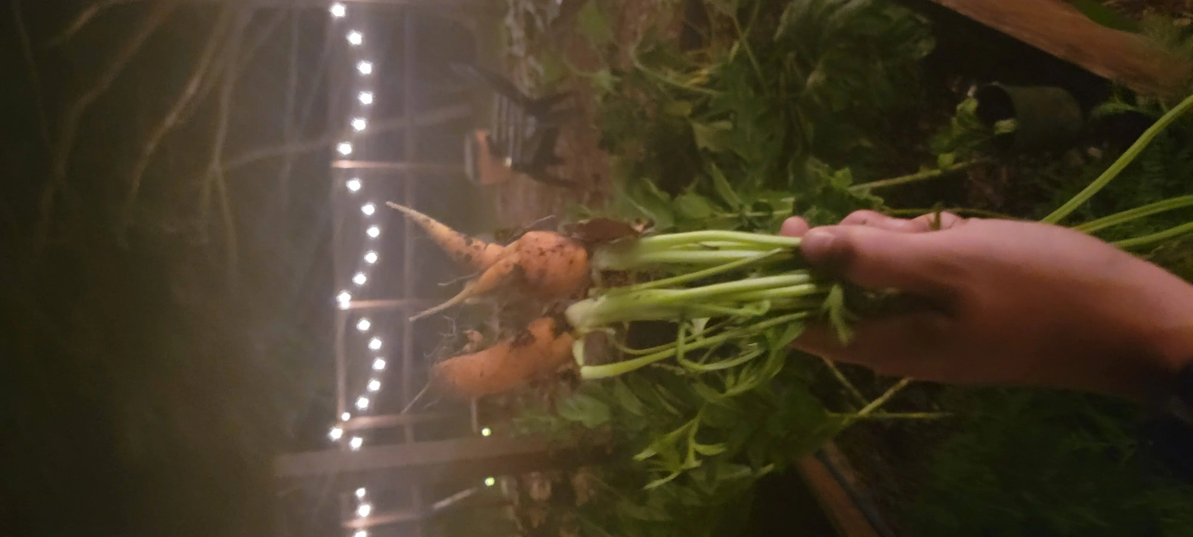 Image Produce and Cooking/20220712_214423.webp